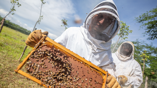 The Power of Pollinators