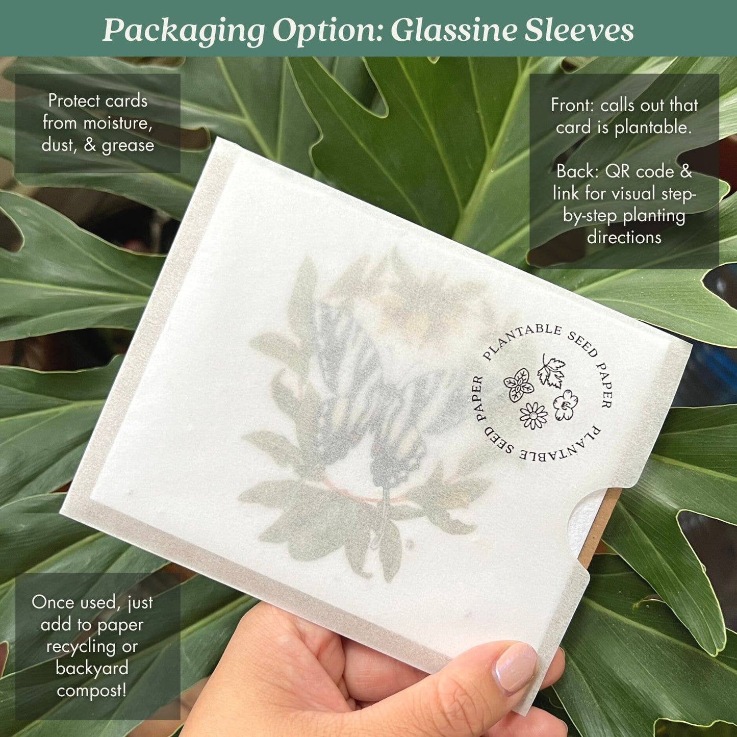 Zebra Swallowtail Butterfly & Pawpaw | Plantable Herb Card