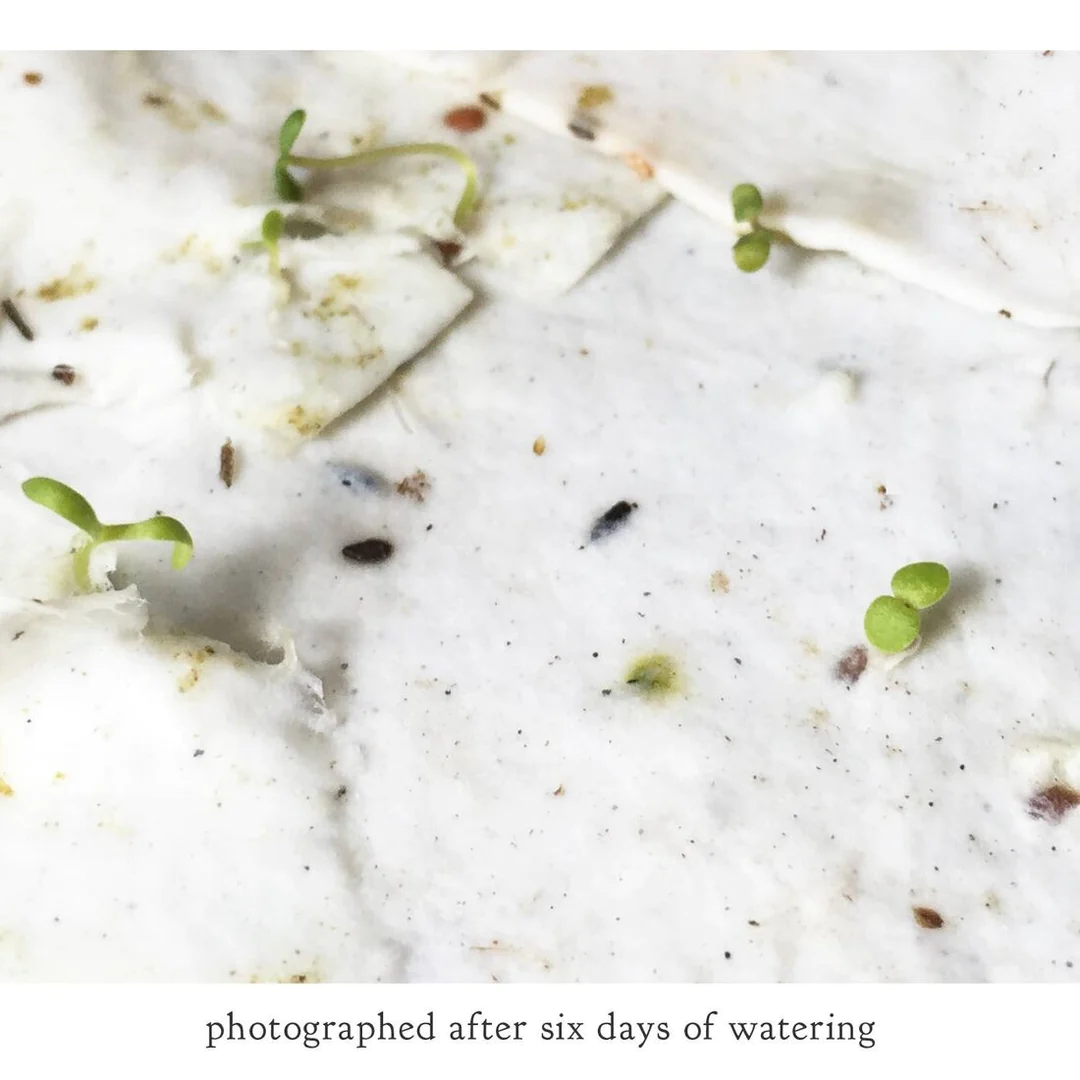Strawberry | Plantable Wildflower Seed Card