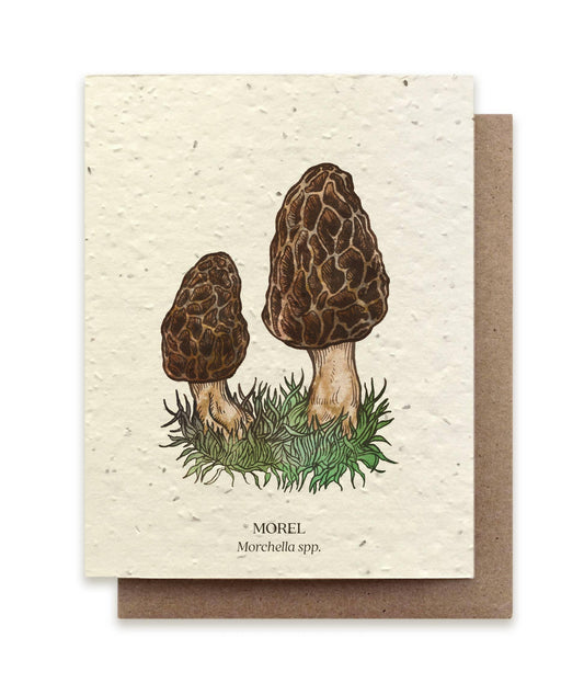 Morel Mushroom | Plantable Wildflower Card - Bluecorn Candles