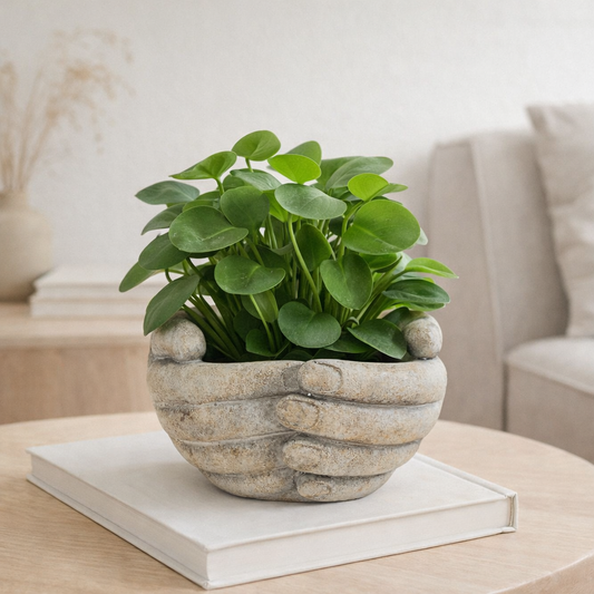 Green potted plant in a textured pot on a table with a neutral background