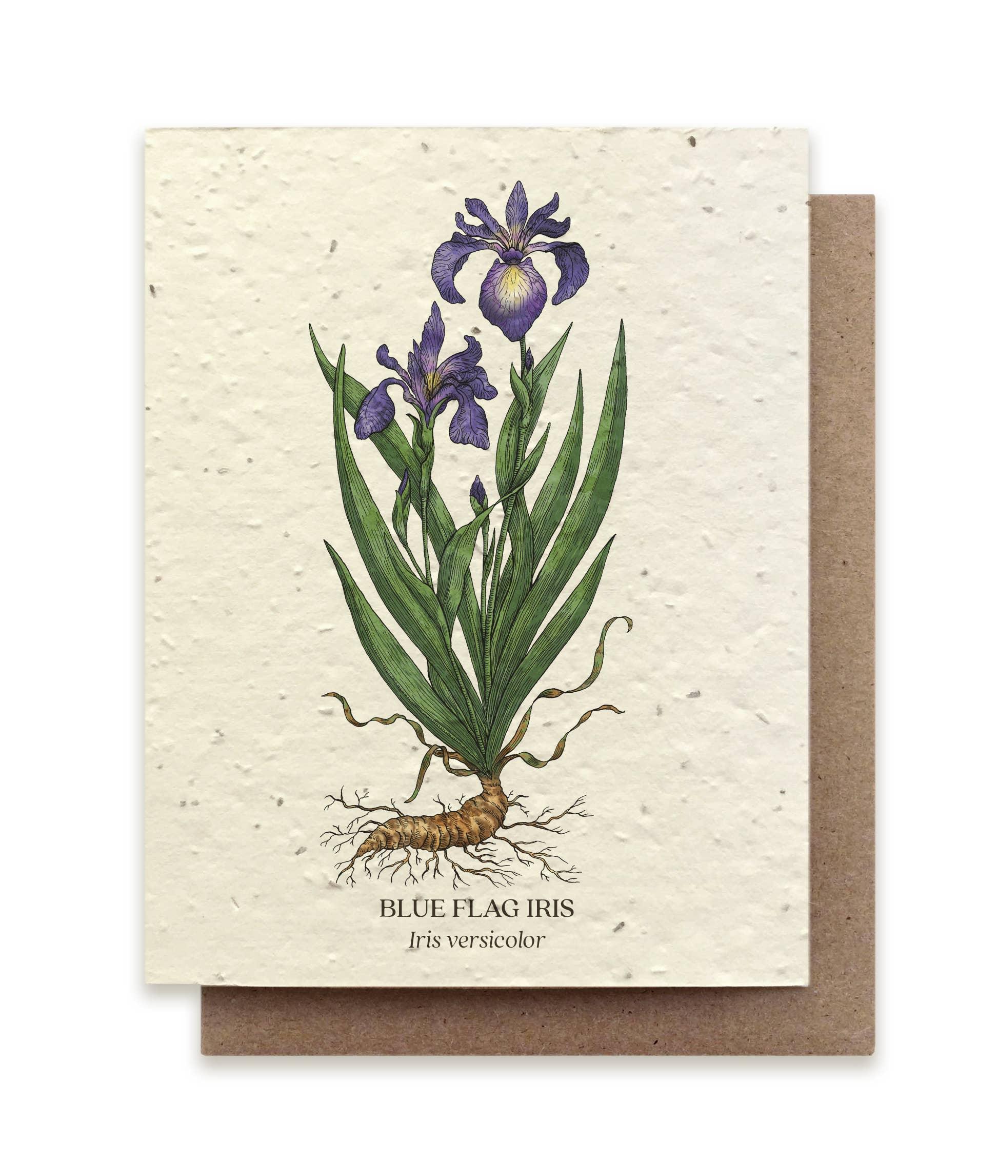 Blue Flag Iris | Plantable Wildflower Card - Bluecorn Candles