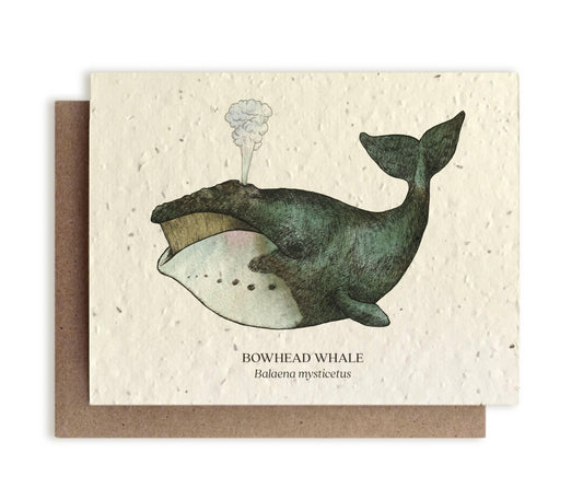 Bowhead Whale | Plantable Wildflower Seed Card - Bluecorn Candles