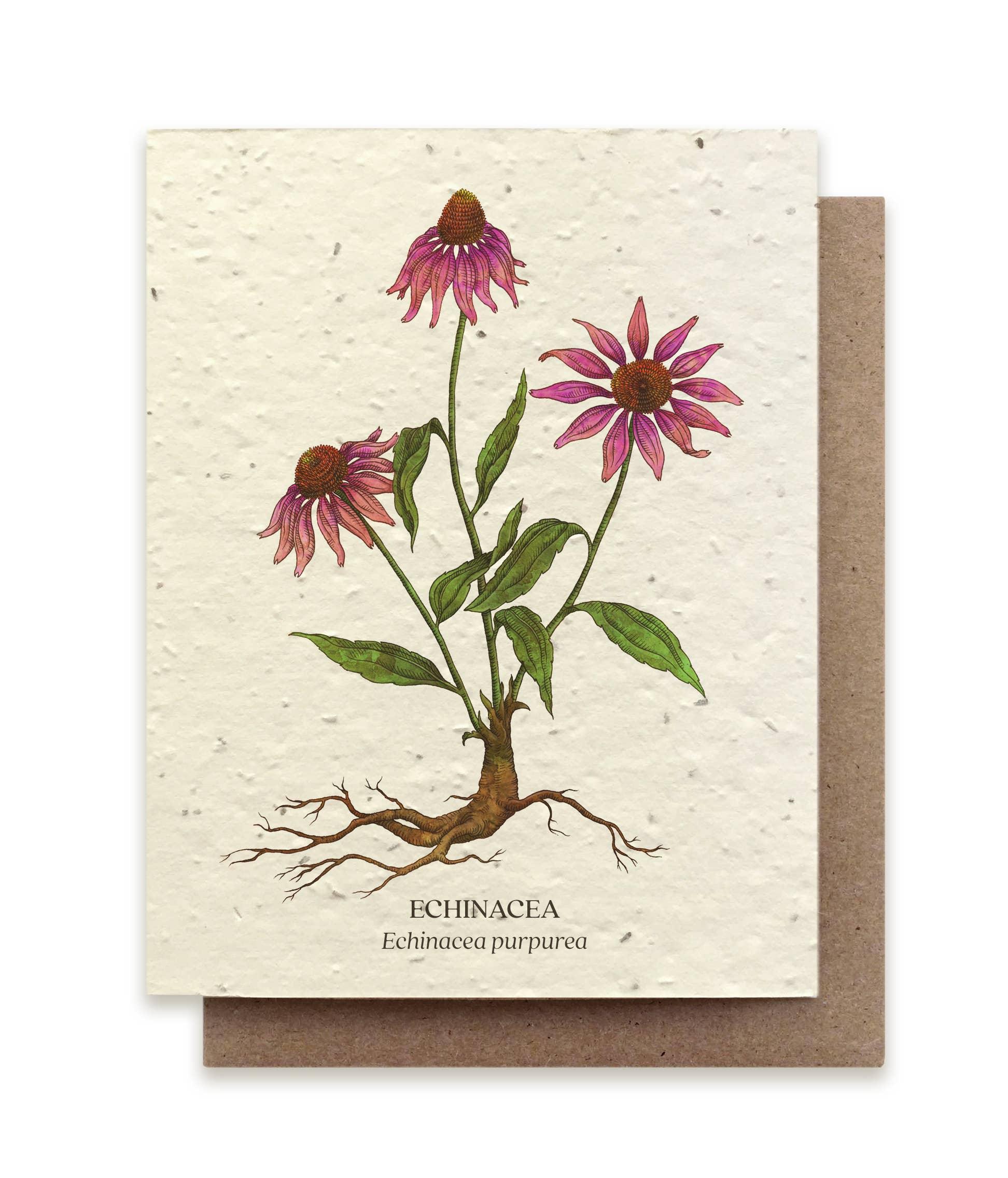 Echinacea | Plantable Wildflower Card - Bluecorn Candles