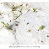Fly Agaric Mushroom | Plantable Wildflower Card - Bluecorn Candles