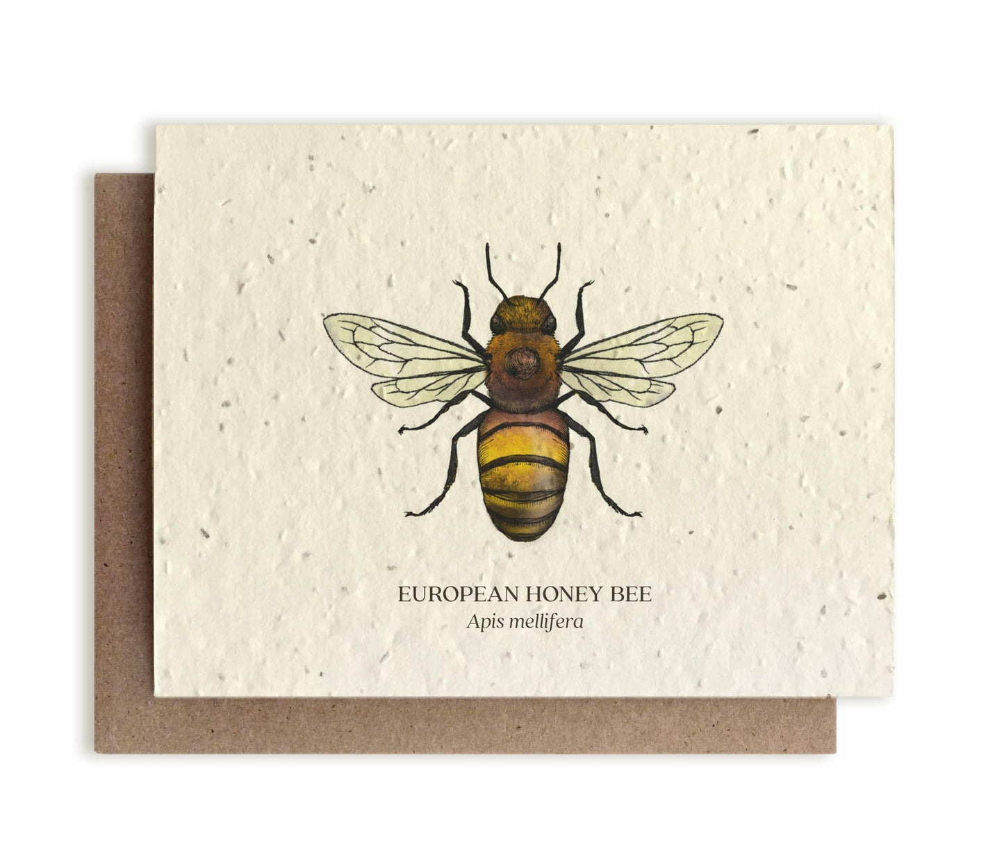 Honey Bee | Plantable Wildflower Card - Bluecorn Candles