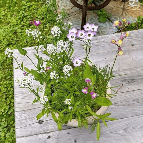 Lavender | Plantable Wildflower Card - Bluecorn Candles