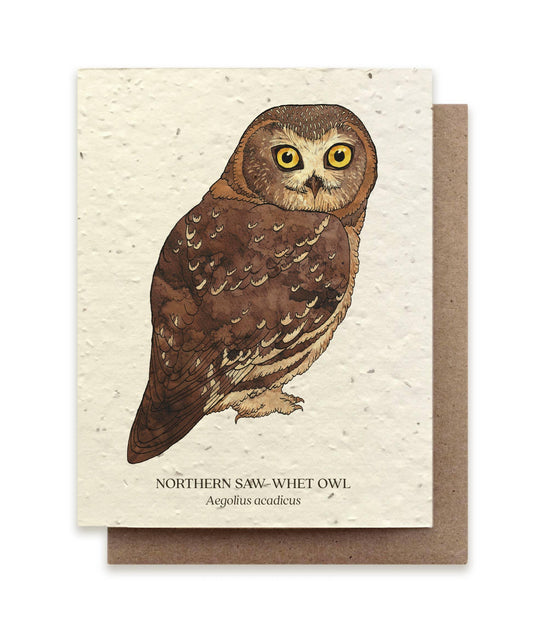 Northern Saw-Whet Owl | Plantable Wildflower Card - Bluecorn Candles